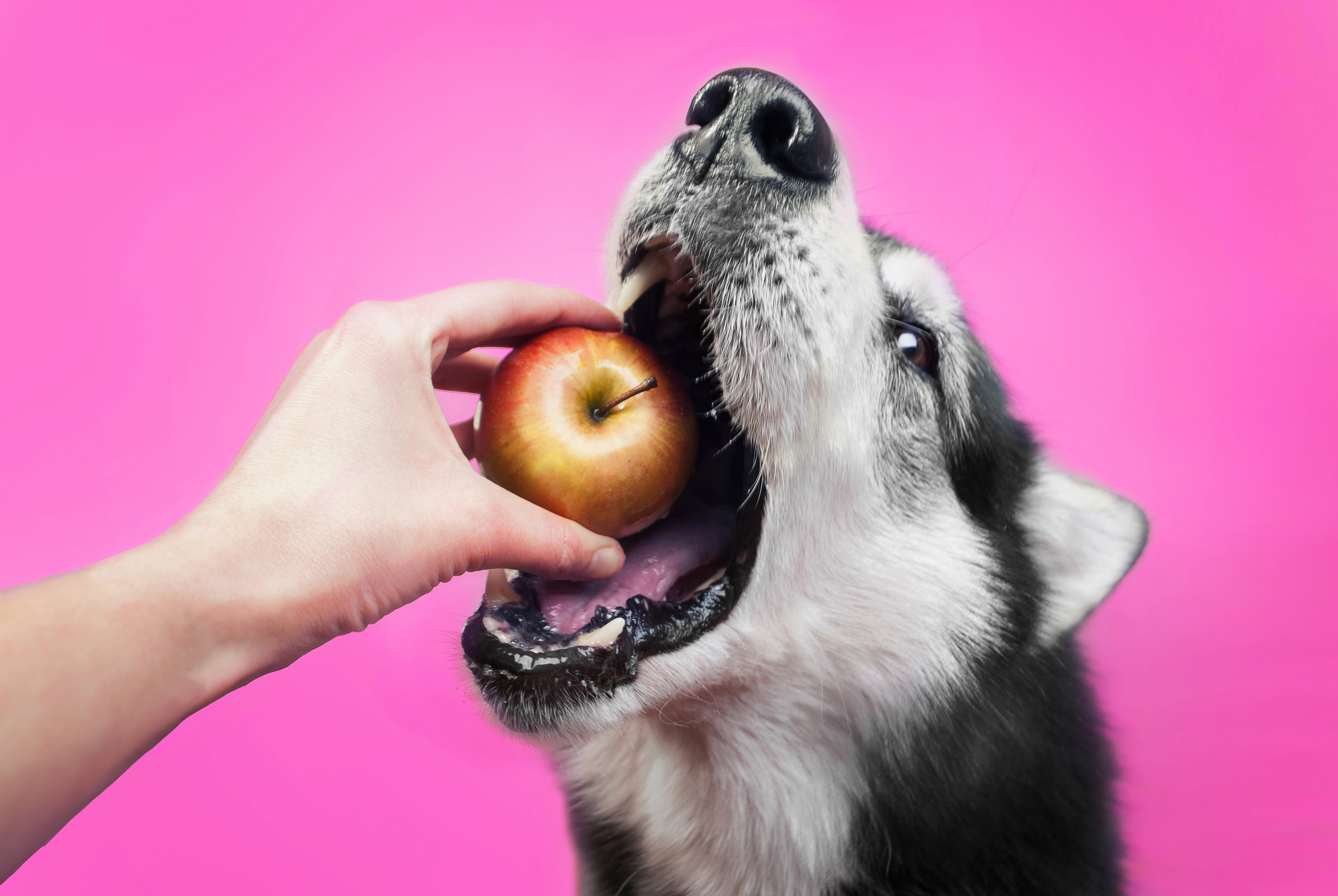 What Foods You Should Never Feed Your Dog What Foods You Should Never Feed Your Dog